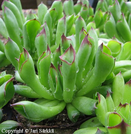 Sempervivum 'Oddity', kivikkomehithti